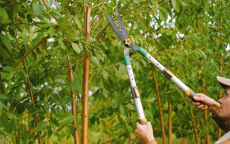 Tree trimming in Rolling Meadows, IL